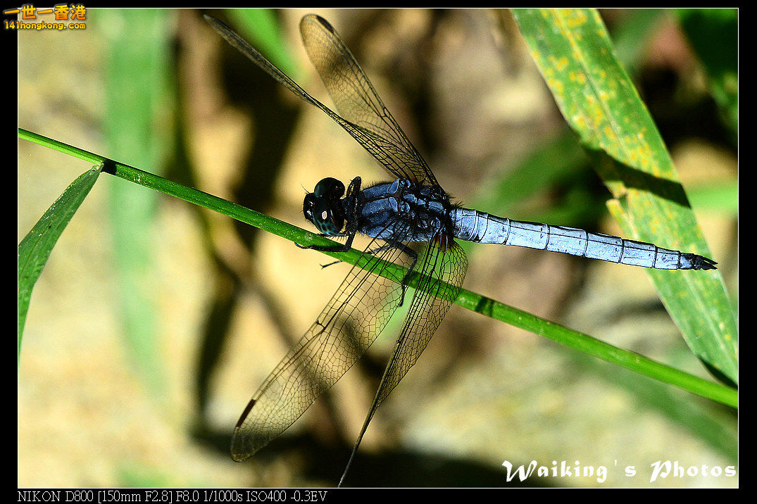 DSC_6871.jpg