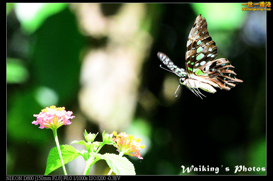 DSC_6929.jpg