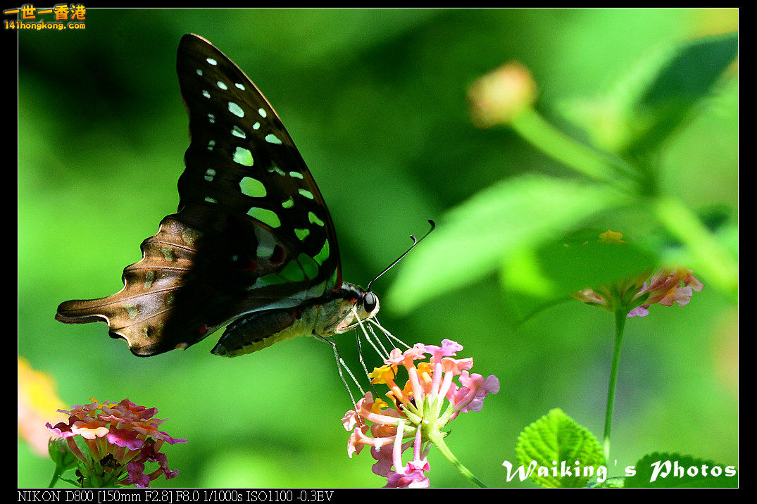 DSC_6955.jpg