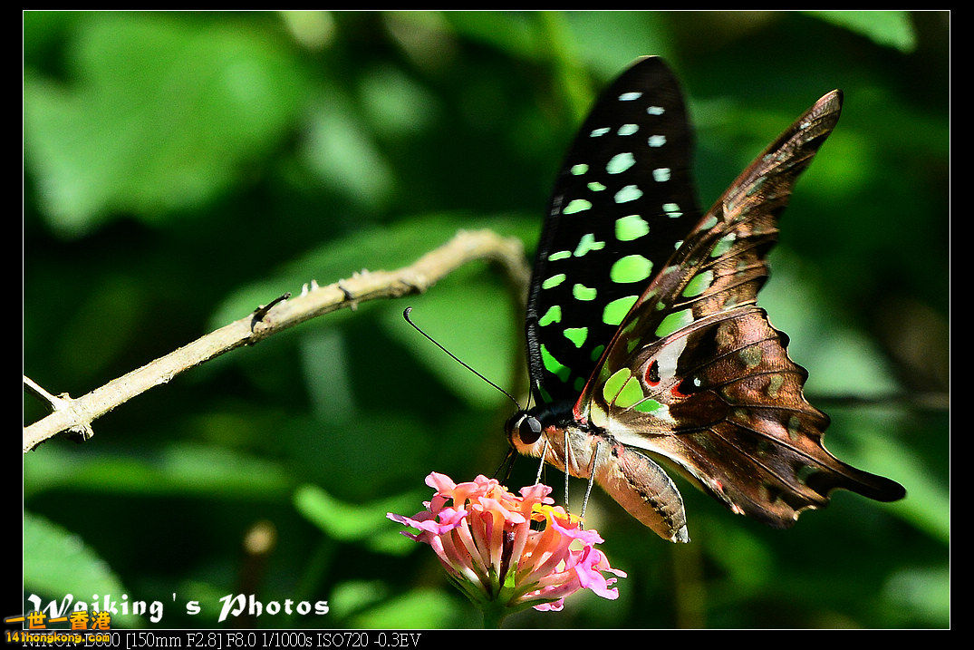 DSC_6987.jpg