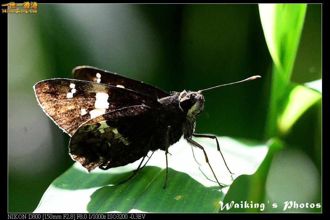 DSC_7020.jpg