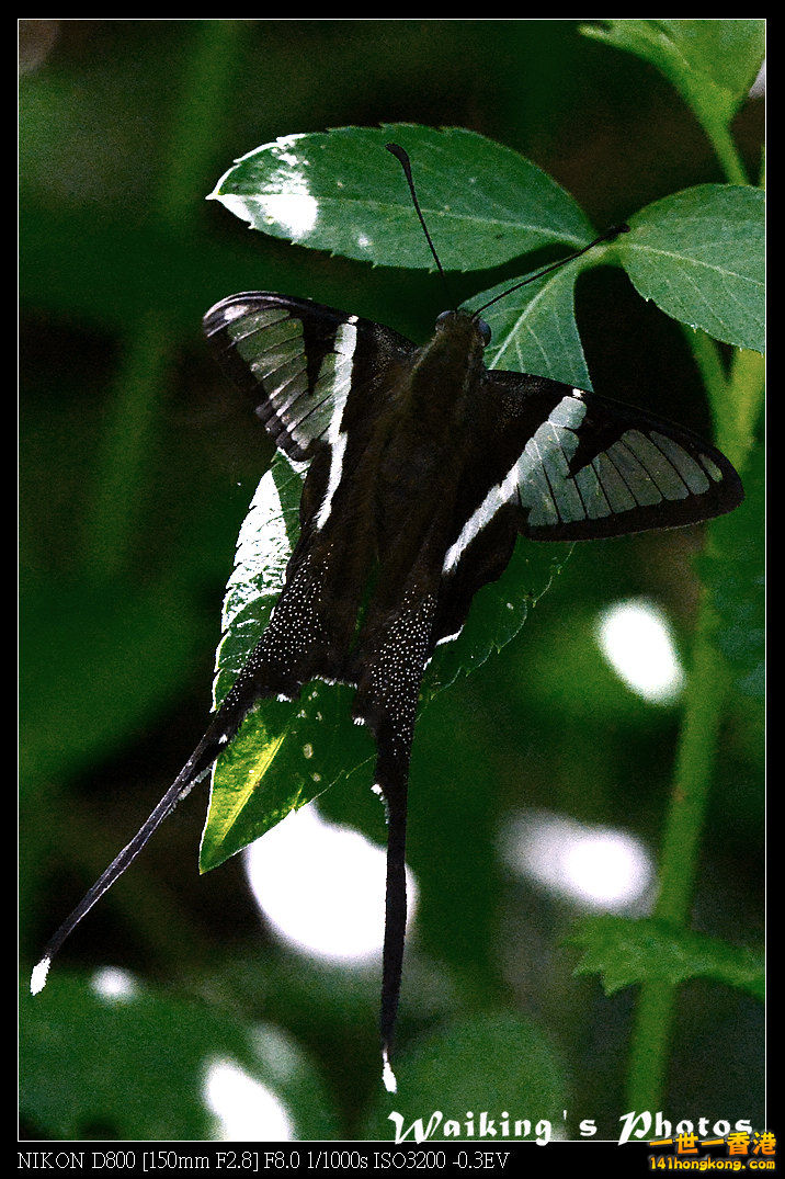 DSC_7071.jpg