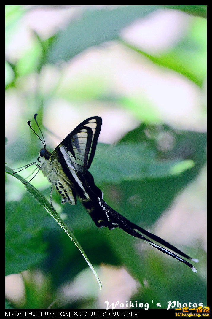 DSC_7088.jpg