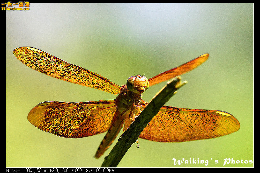 DSC_7125.jpg