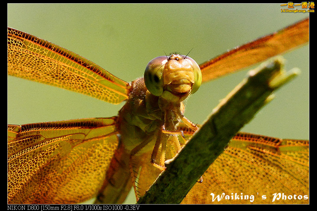 DSC_7126.jpg