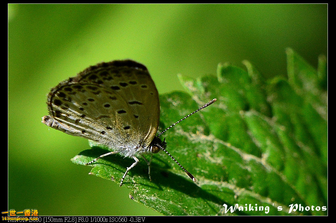 DSC_7131.jpg