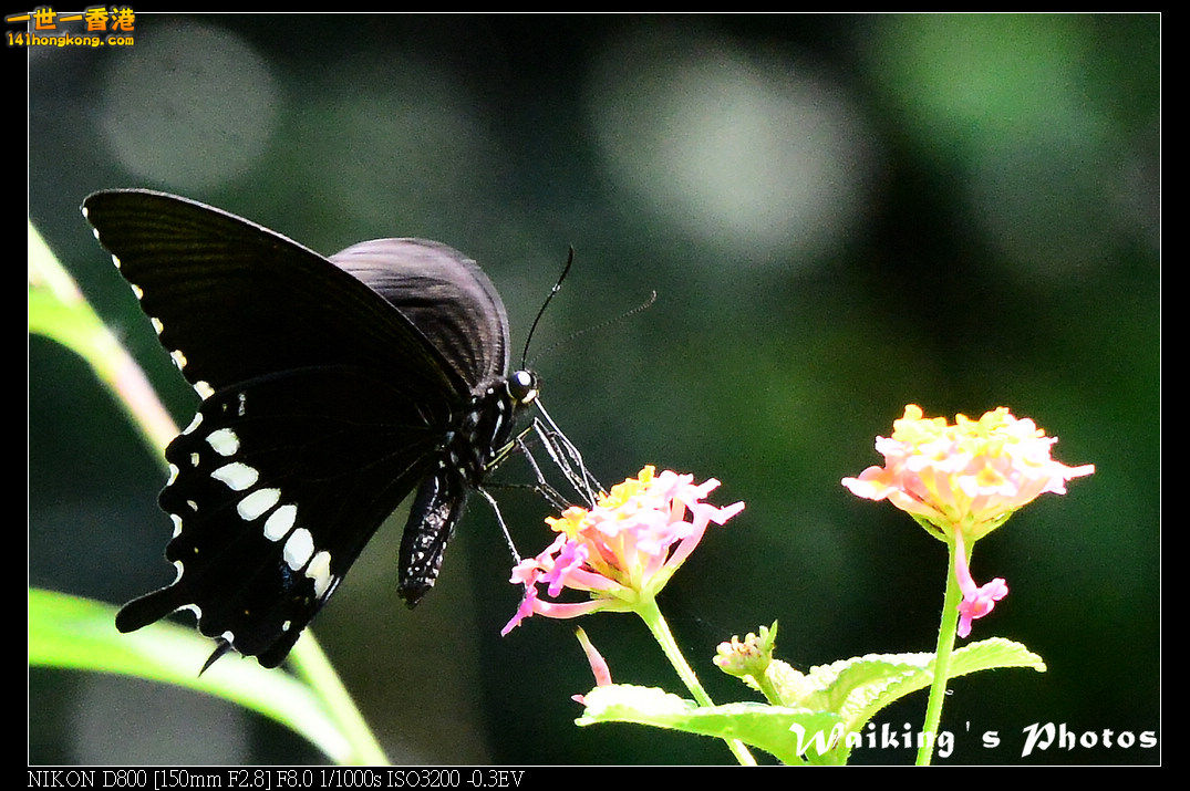 DSC_7136.jpg