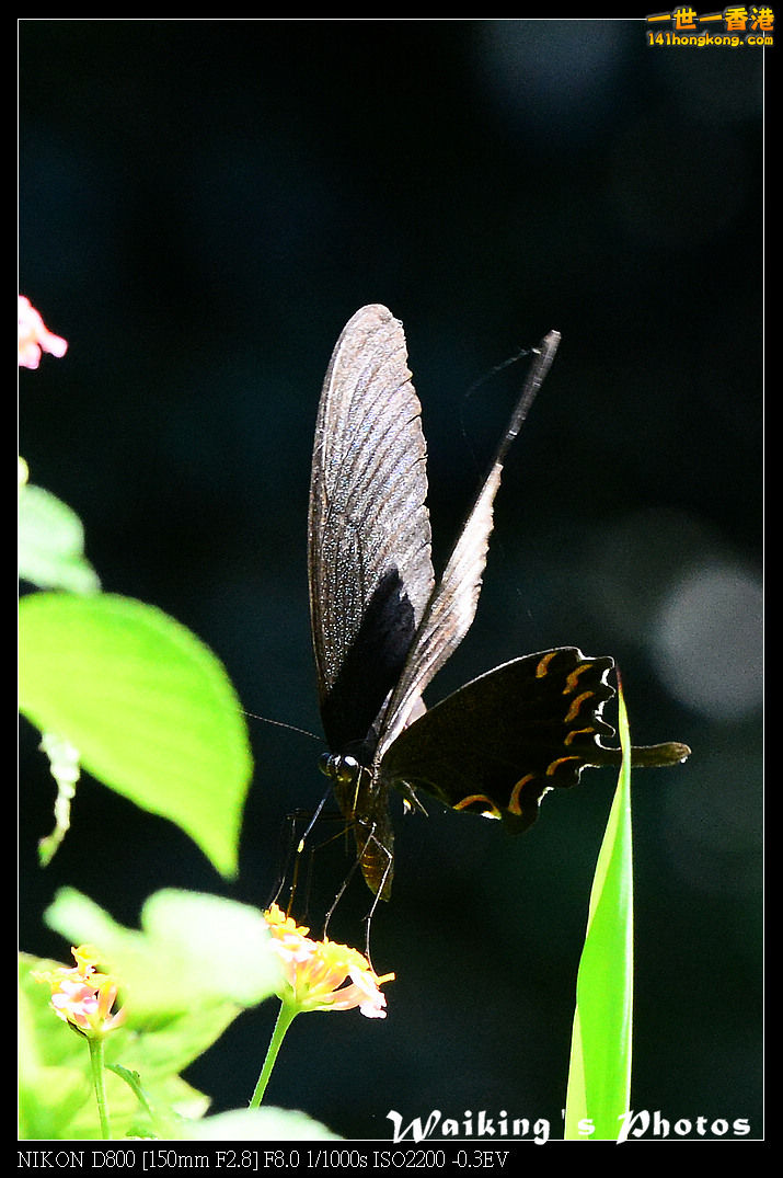 DSC_7171.jpg