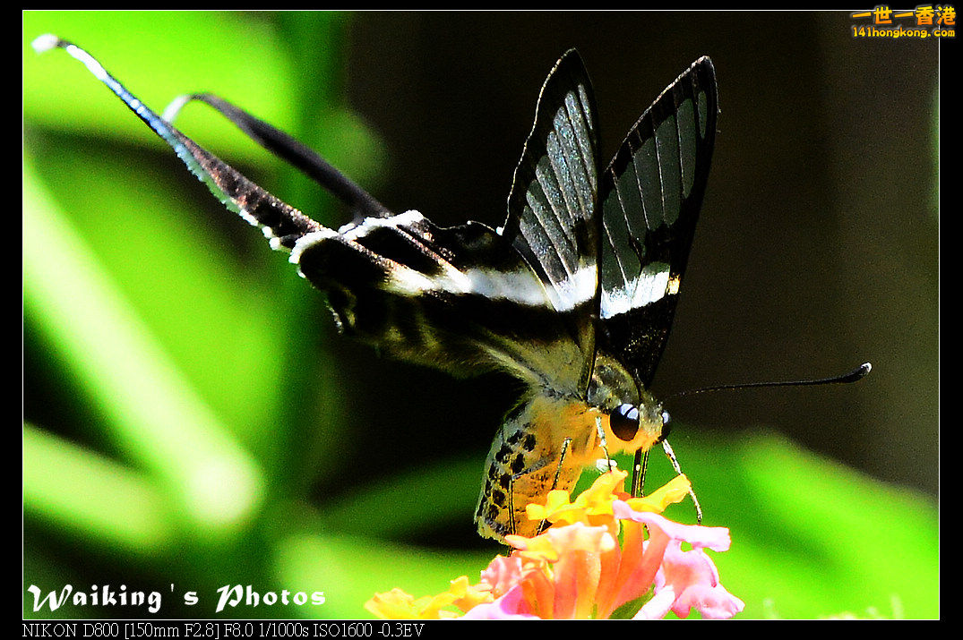 DSC_7206.jpg