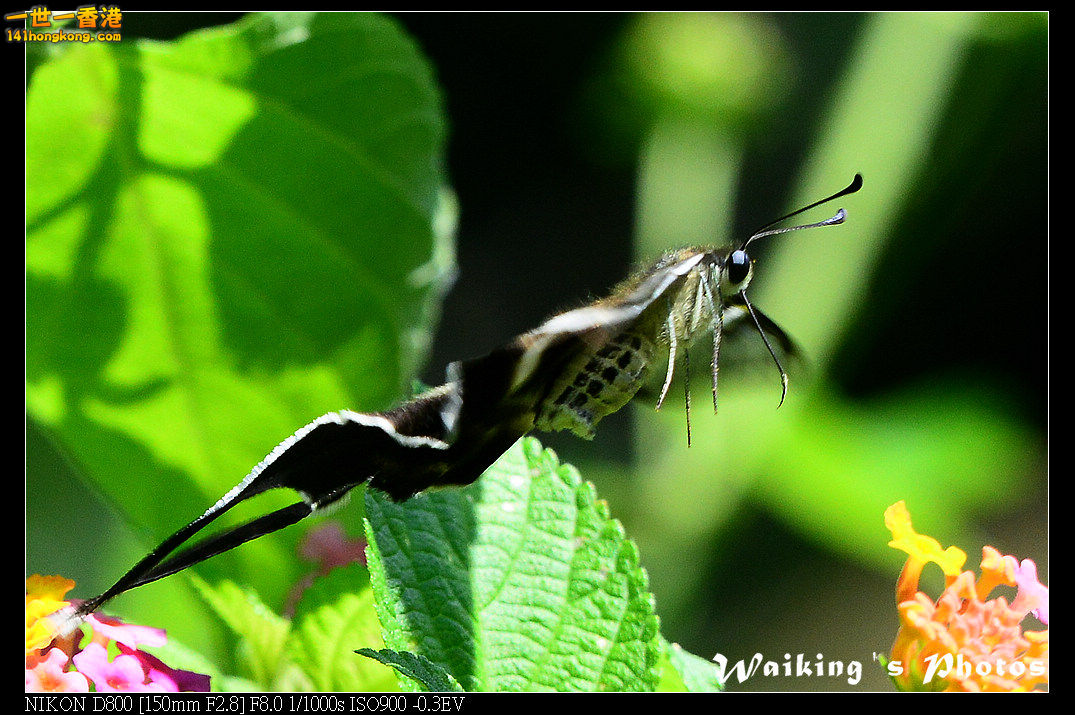 DSC_7224.jpg