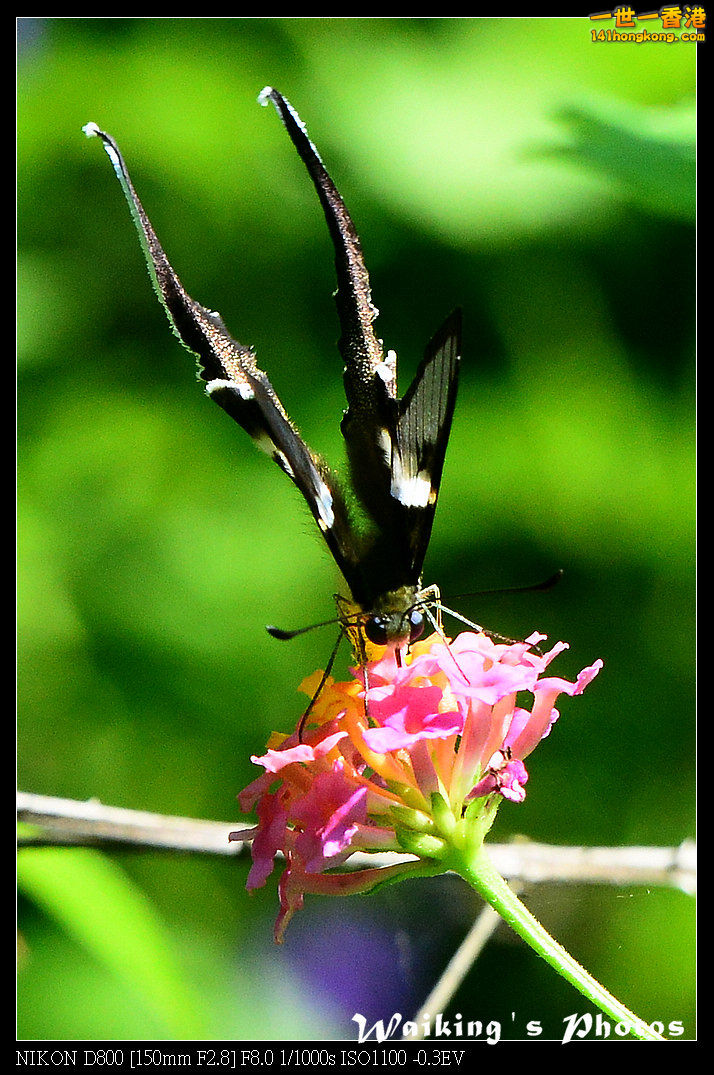 DSC_7256.jpg