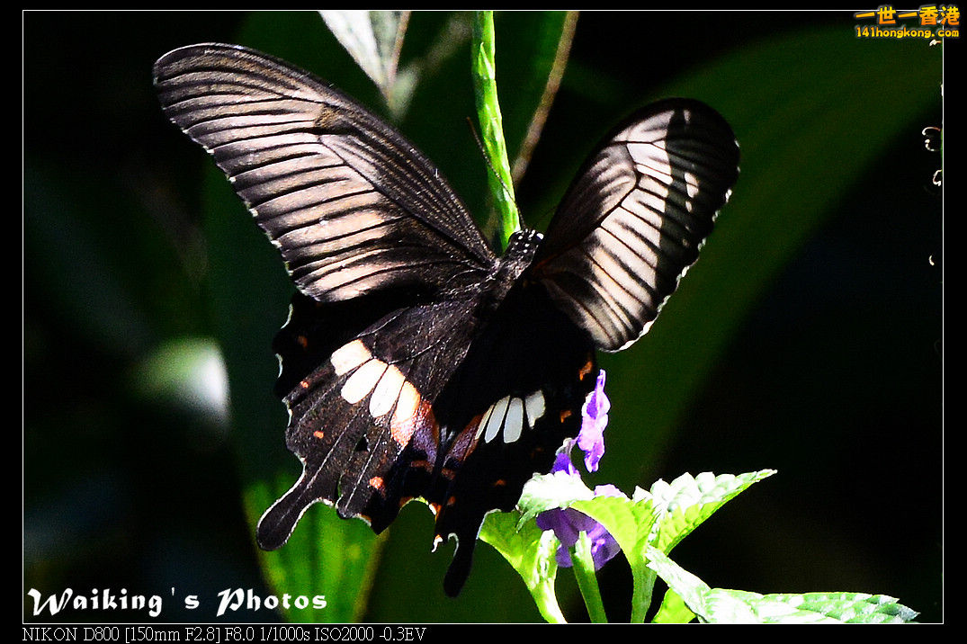 DSC_7361.jpg