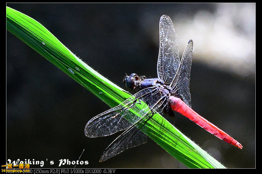 DSC_7397.jpg