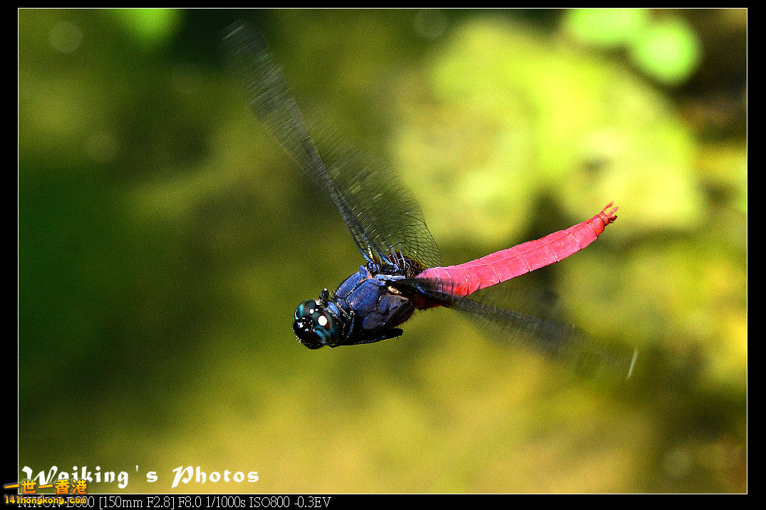 DSC_7412.jpg