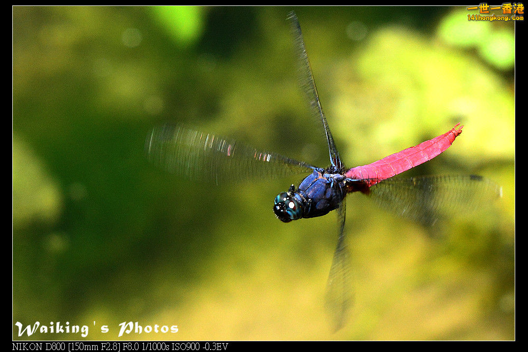 DSC_7413.jpg