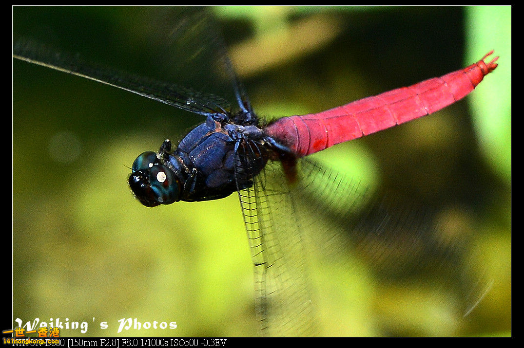 DSC_7415.jpg