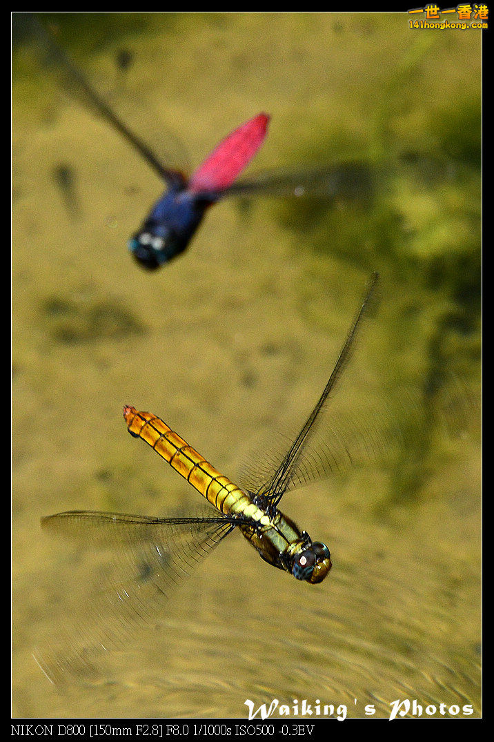 DSC_7422.jpg