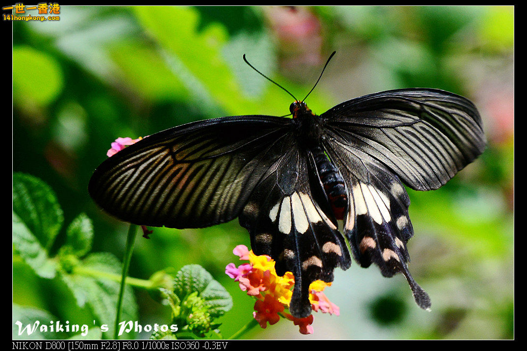 DSC_7482.jpg