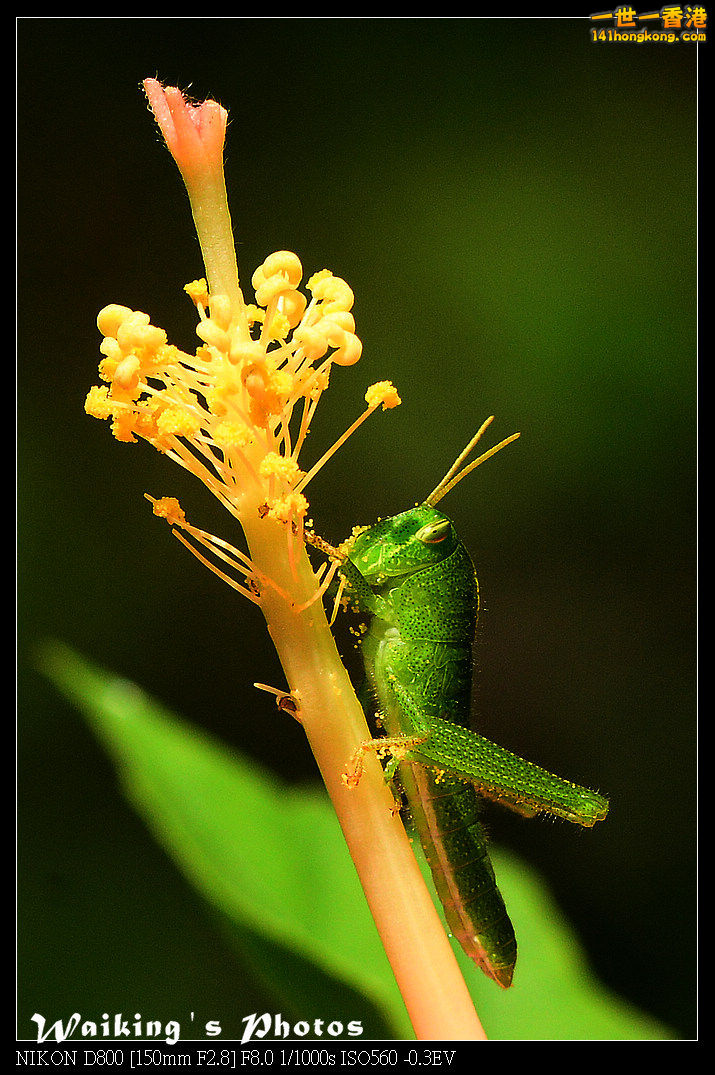 DSC_7518.jpg