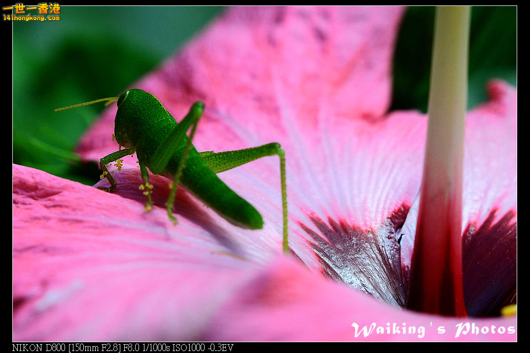 DSC_7528.jpg