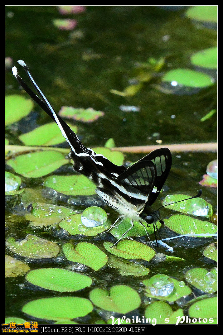 DSC_7532.jpg