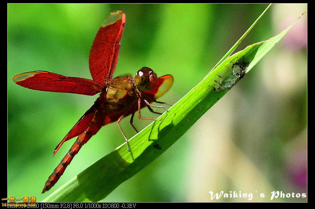 DSC_7535.jpg