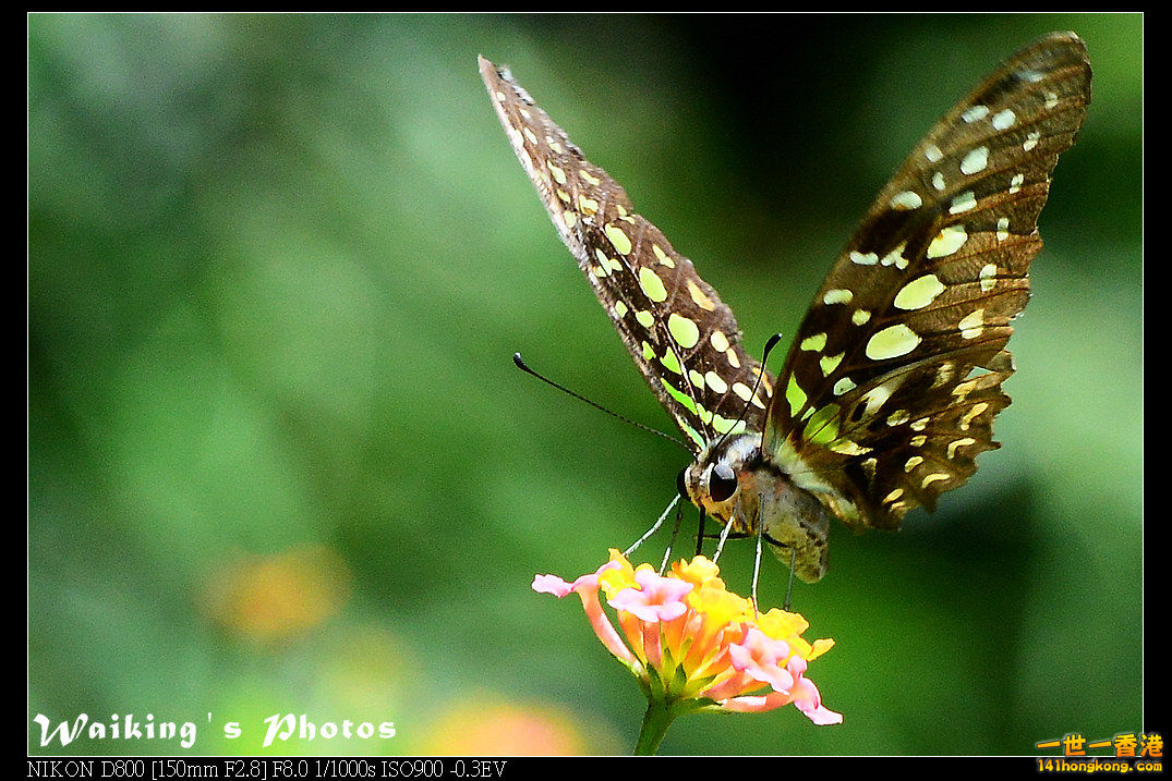 DSC_7563.jpg
