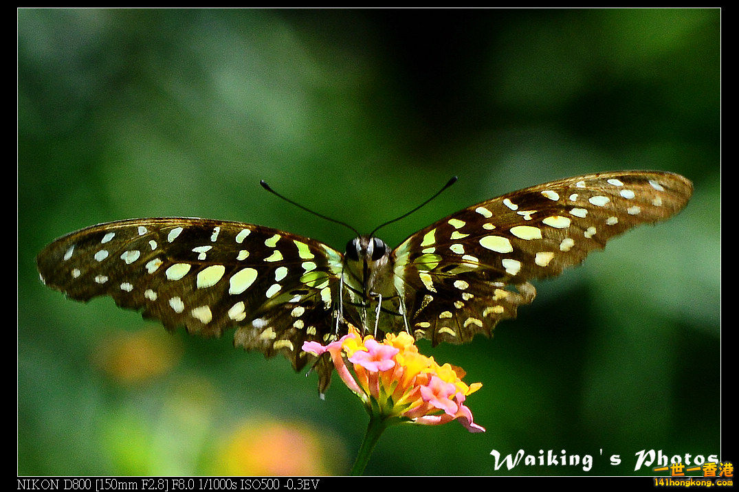 DSC_7565.jpg