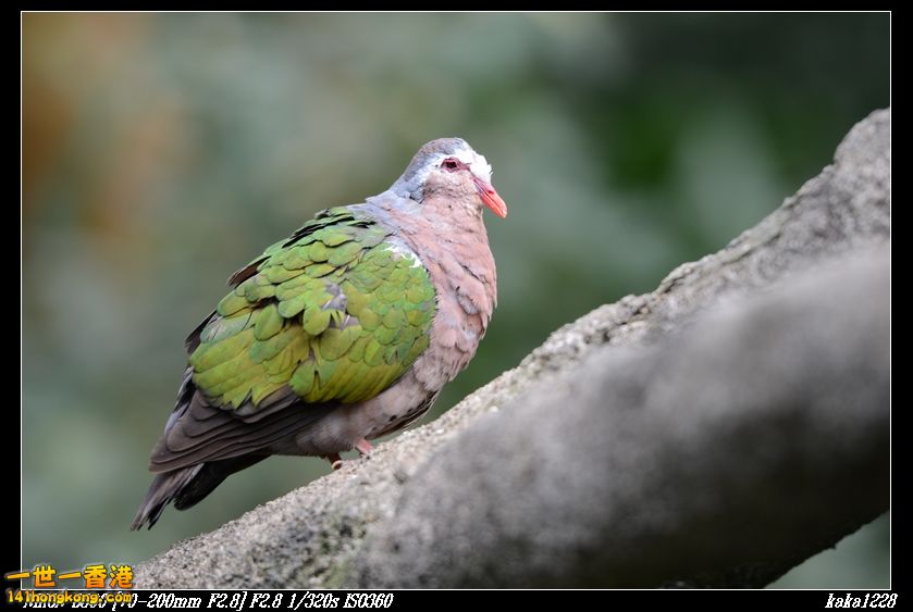 nEO_IMG_DSC_1164.jpg