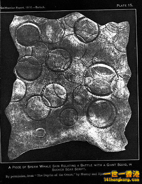 大王烏賊的吸盤在抹香鯨皮膚上留下的痕跡.JPG