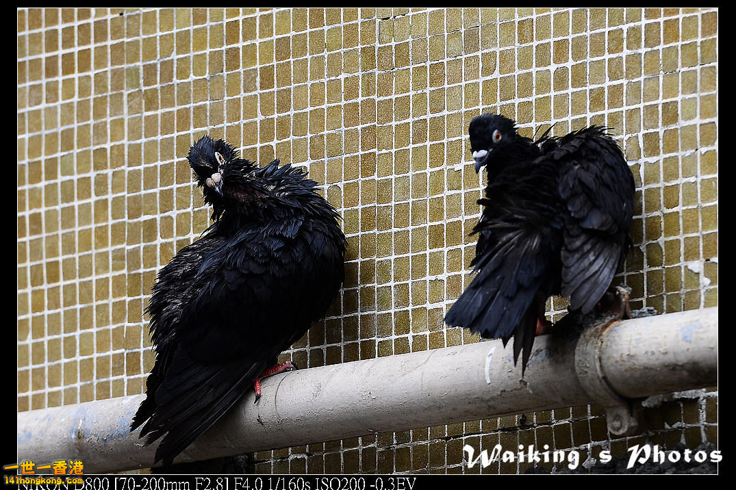 DSC_1976R.jpg