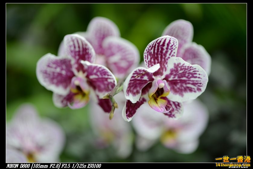 nEO_IMG_DSC_0991.jpg
