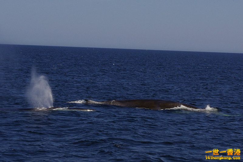 座頭鯨－加拿大魁北克.jpg
