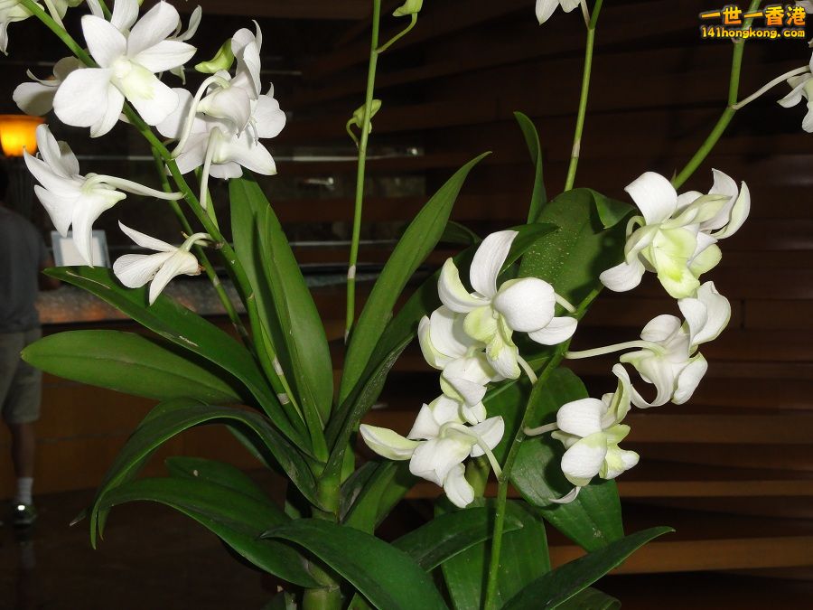DSC00010.JPG