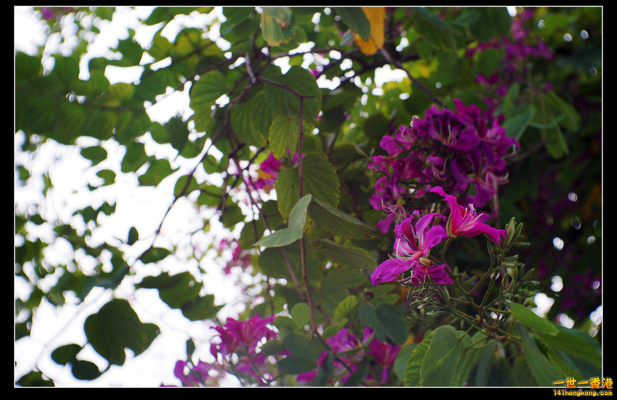 DSC00392C.jpg