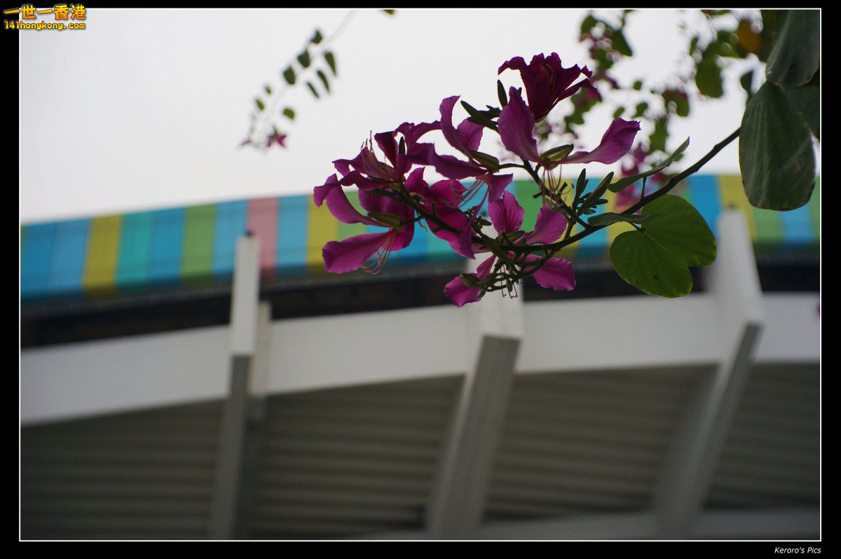 DSC00398.jpg