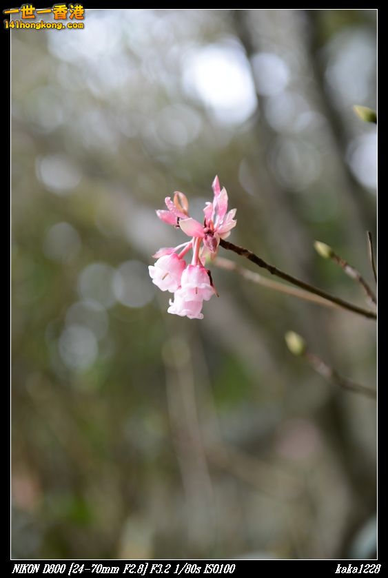 nEO_IMG_DSC_0931.jpg