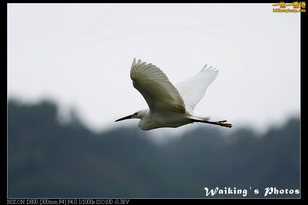 DSC_8336.jpg