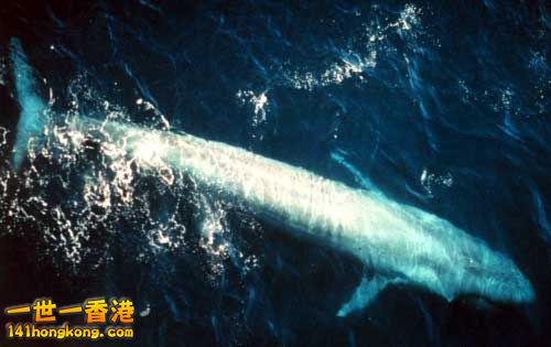 一隻出現在東太平洋海域的成年藍鯨.jpg