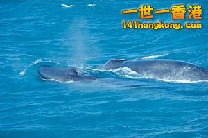 一隻未成年的藍鯨與雌鯨.jpg
