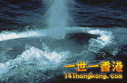 藍鯨呼吸時造成的水柱.jpg