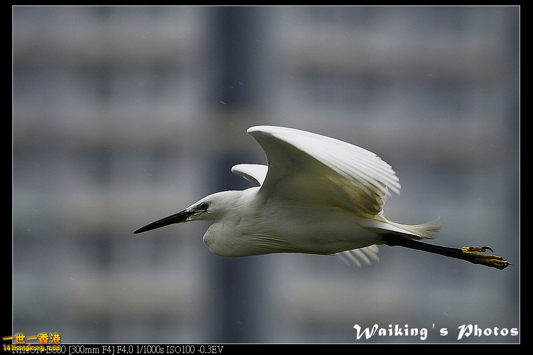 DSC_8331.jpg