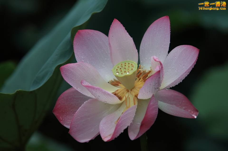 荷花_08.jpg