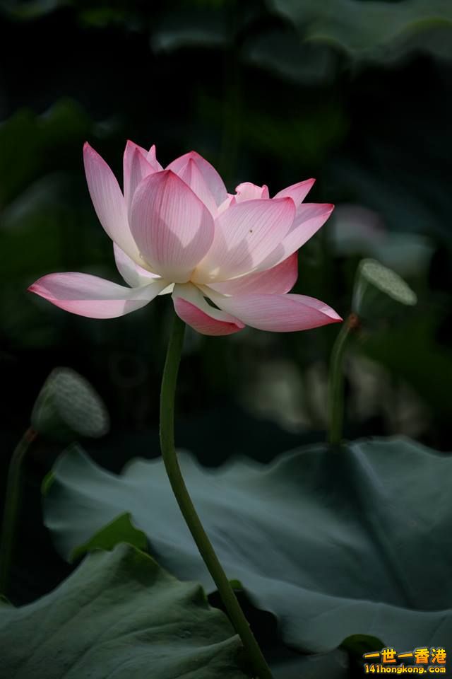 荷花_14.jpg