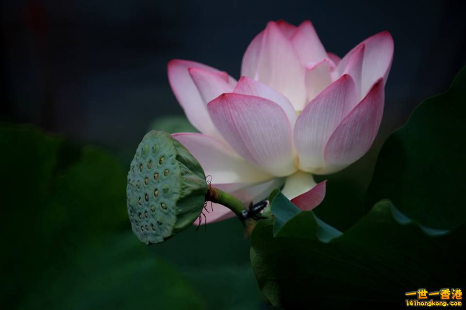 荷花_02.jpg