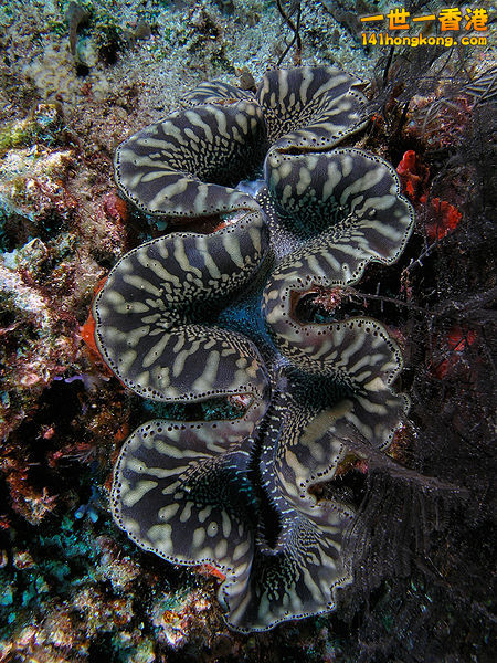 450px-Giant_clam_black&white_komodo.jpg