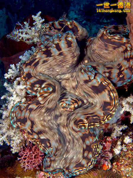 450px-Tridacna_squamosa_(Giant_clam)_Manatuto.jpg