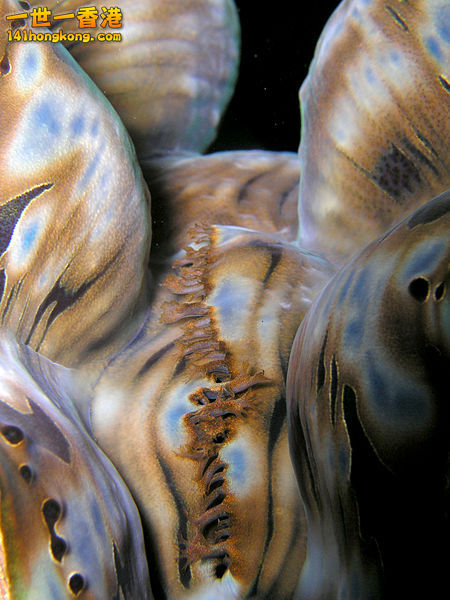 450px-Tridacna_squamosa_(Giant_clam)_mantle.jpg