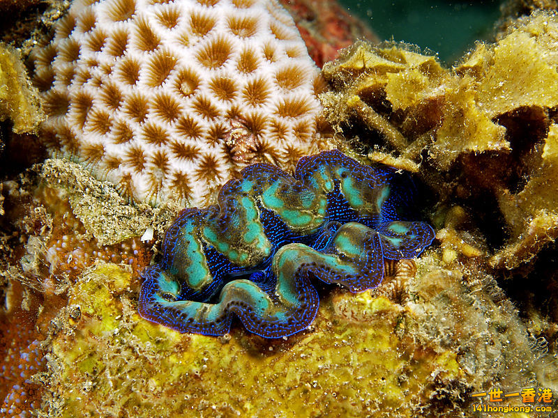 800px-Tridacna_crocea.jpg