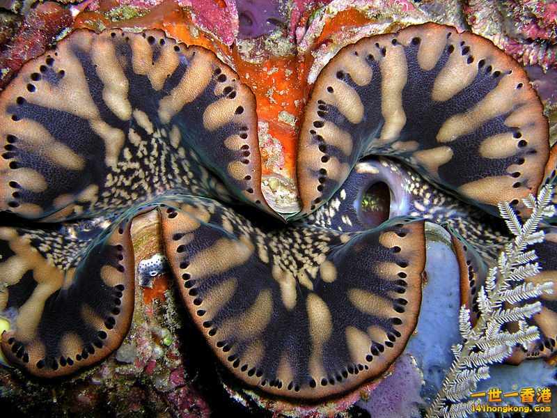 800px-Tridacna_squamosa_(Giant_clam)_Timor.jpg